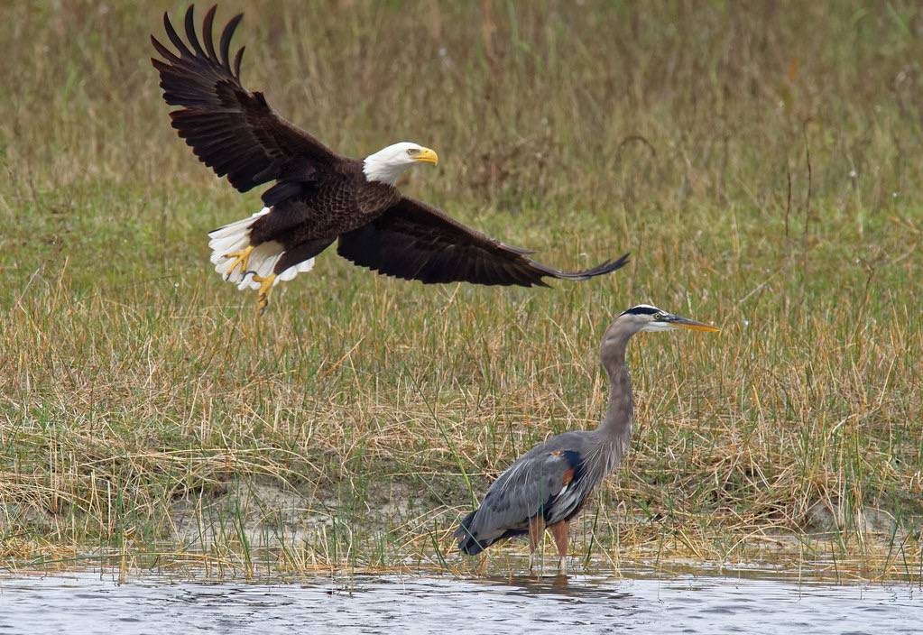 Bald eagle trying to steal Great Blue Heron's catch by diana_robinson is licensed under CC BY-NC-ND 2.0